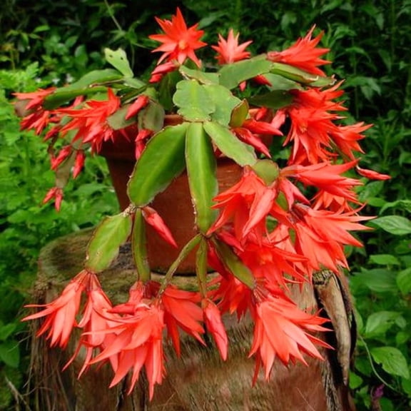 Red Easter Cactus Plants Live, Starter Holiday Cactus Plant for Indoor Outdoor Houseplants, False Christmas Thanksgiving Cactus Like, Cold Hardy, 5-9" in Tall, No Pot