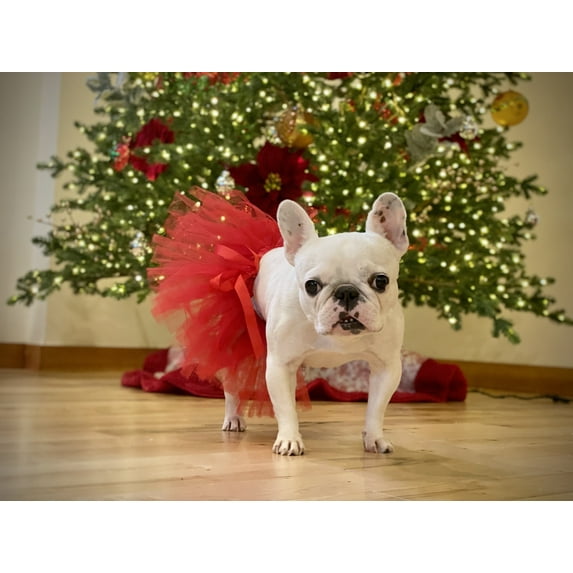 Red Easter Holiday Dog Tutu Skirt | XS-XXXL