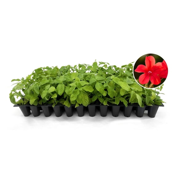 Red Elegant Brazilian Petunia Ruellia Elegans 3 Live Plants Butterfly Hummingbird Attracting Foliage