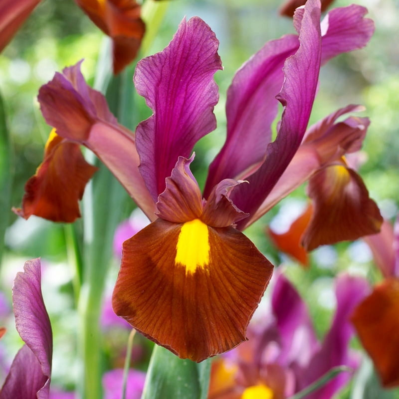 Red Ember Dutch Iris Flower Bulbs - 20 Bulbs per Pack - Deer Resistant - Good as Cut Flowers - Grows Well In Containers - Naturalizing - Perennializing - Easy to Grow Live Plants - Outdoor Garden