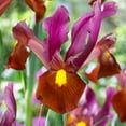 thumbnail image 1 of Red Ember Dutch Iris Flower Bulbs - 20 Bulbs per Pack - Deer Resistant - Good as Cut Flowers - Grows Well In Containers - Naturalizing - Perennializing - Easy to Grow Live Plants - Outdoor Garden, 1 of 4