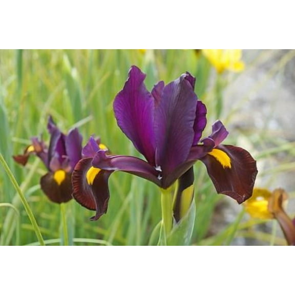 Red Ember Dutch Iris - Multiply Rapidly - 8/+ cm Bulbs - 10 Bulbs