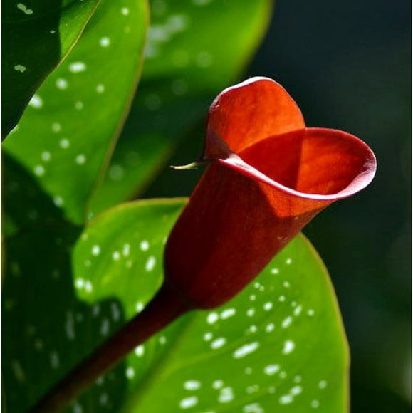 Red Emotion Calla Lily Bulb 14/16cm - Luscious Red - New!