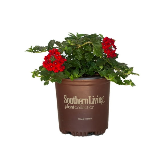 Southern Living Red Endurascape Verbena Live Shrub in 2.5-Quart Grower Pot