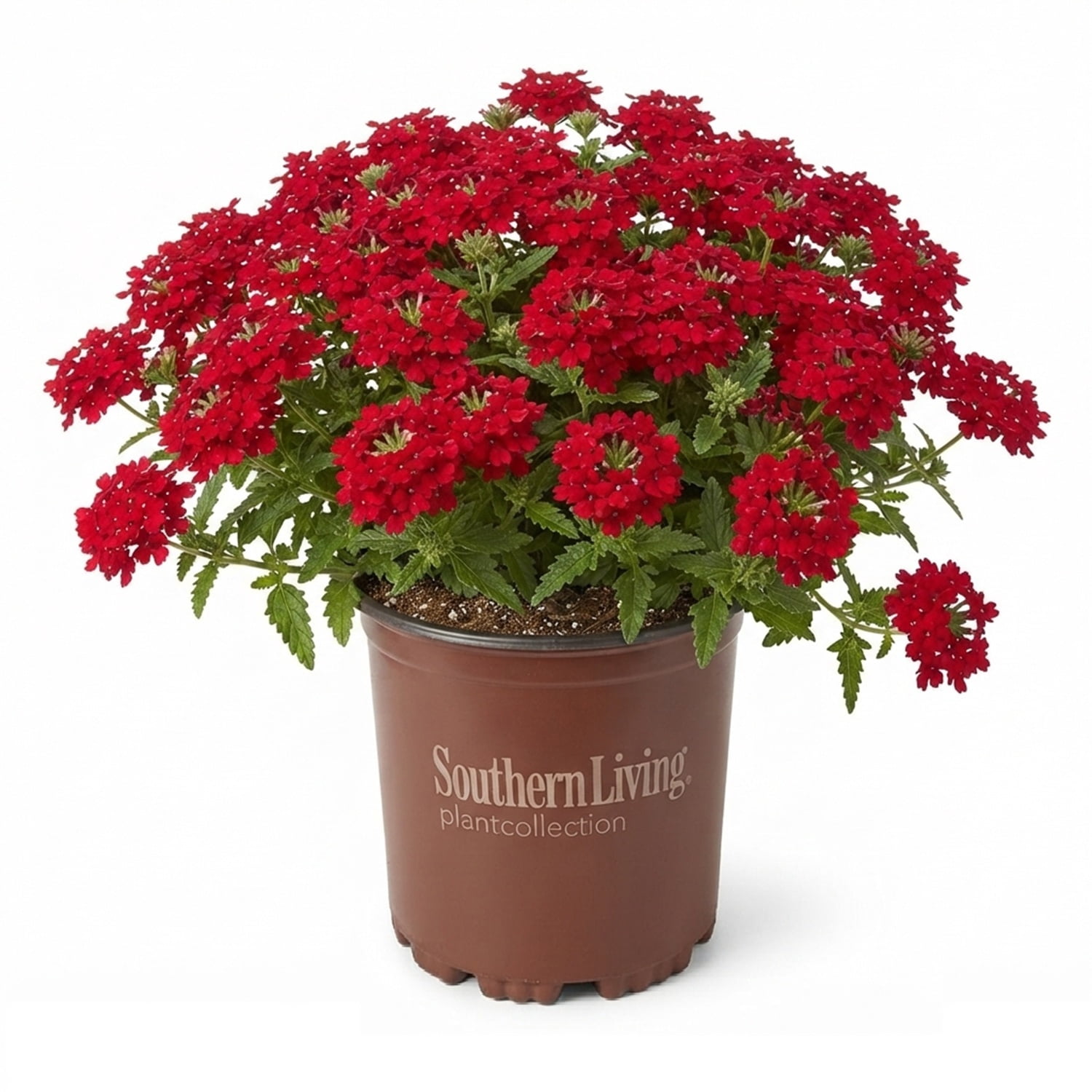 Southern Living Red Endurascape Verbena Live Shrub in 2.5-Quart Grower Pot