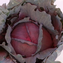 Red Express Cabbage Seeds - 1 g ~200 Seeds - Non-GMO, Open Pollinated, Heirloom, Vegetable Gardening Seeds
