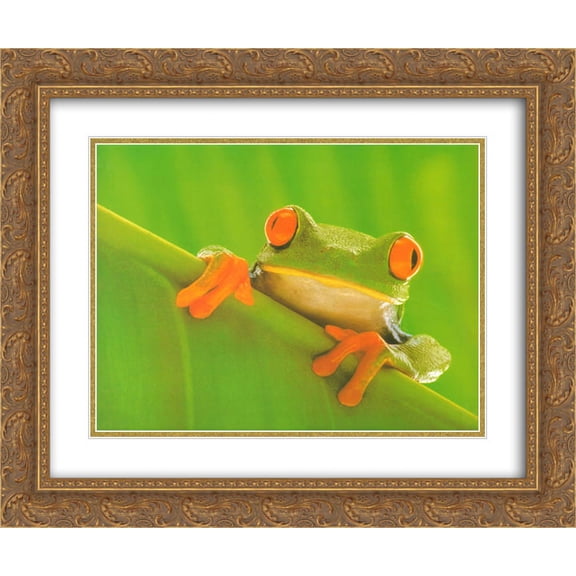 Red Eyed Frog 2x Matted 24x20 Gold Ornate Framed Art Print