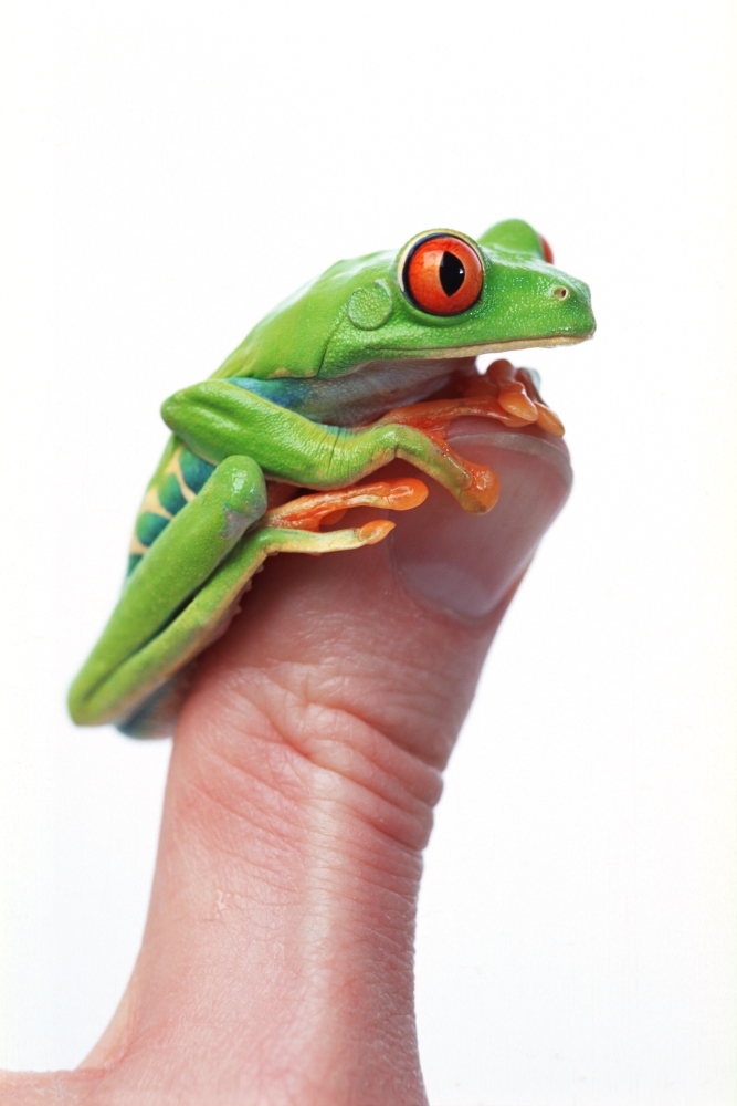 Red-Eyed Tree Frog (Agalychnis Callidryas) Canvas Art - Corey Hochachka Design Pics (11 x 17)