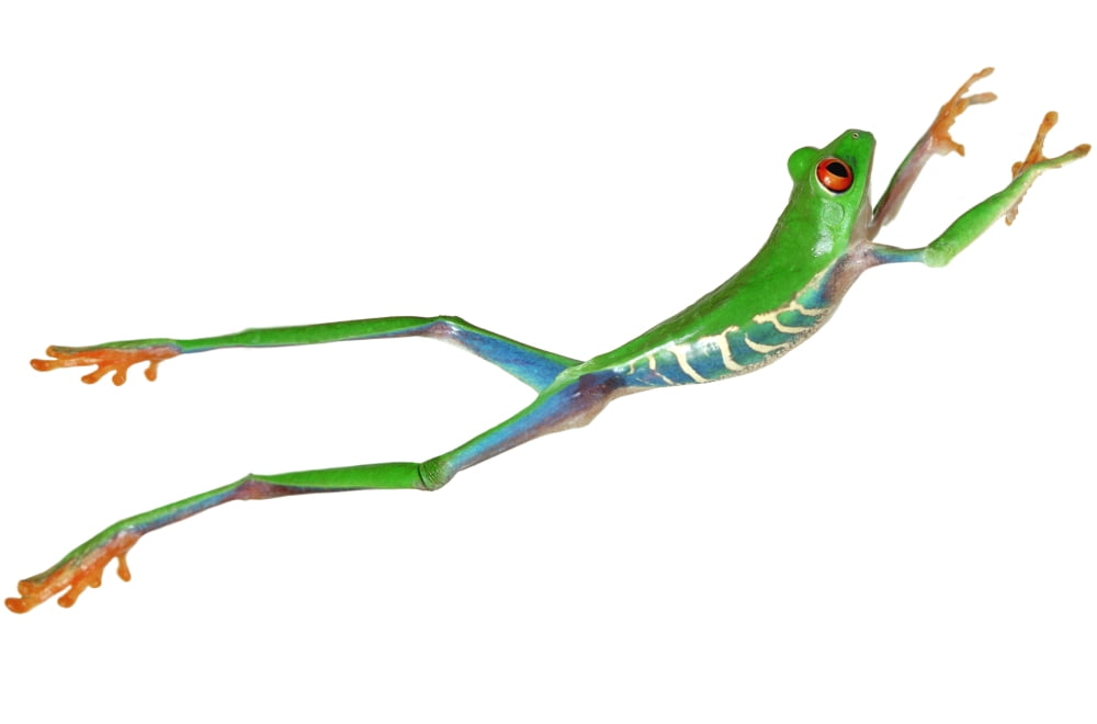 Red-Eyed Tree Frog (Agalychnis Callidryas) Canvas Art - Corey Hochachka Design Pics (34 x 22)