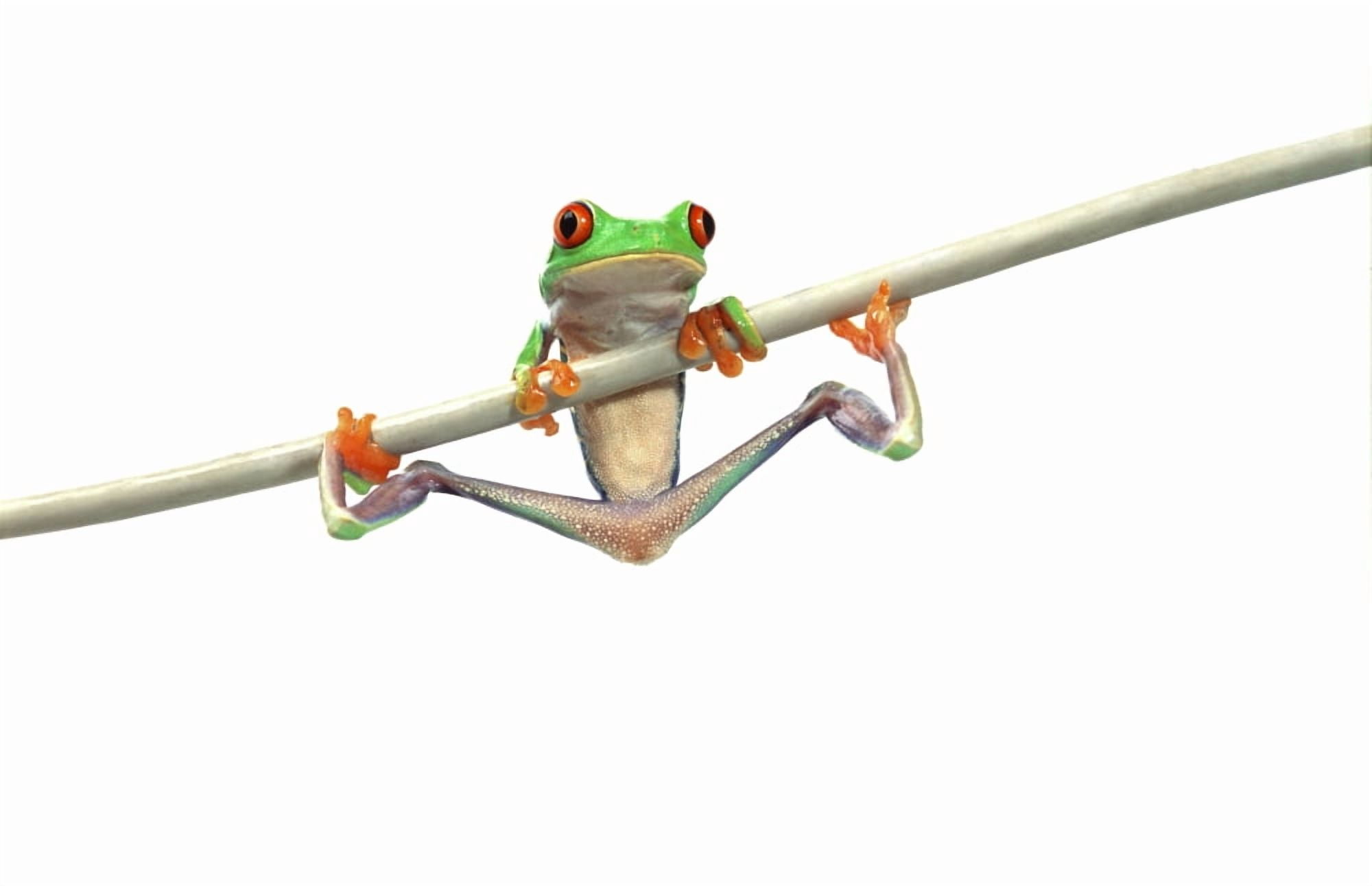 Red-Eyed Tree Frog (Agalychnis Callidryas) Canvas Art - Corey Hochachka Design Pics (34 x 22)
