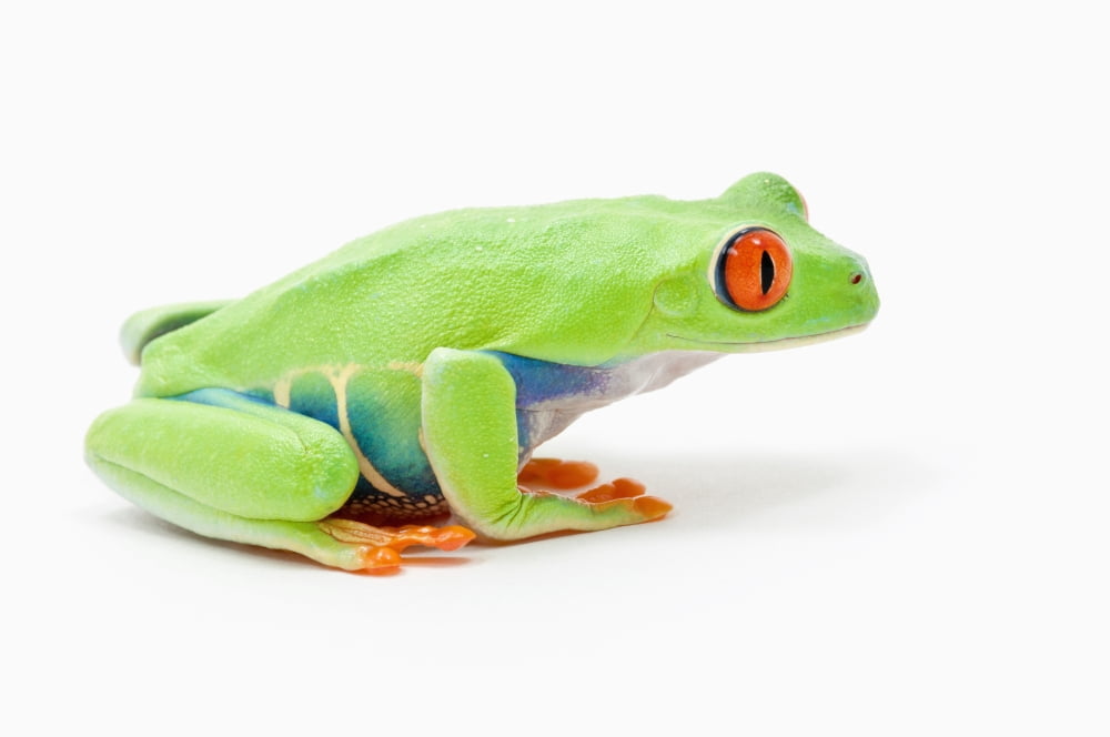 Red-Eyed Tree Frog (Agalychnis Callidryas) Edmonton Alberta Canada Canvas Art - Corey Hochachka Design Pics (34 x 22)
