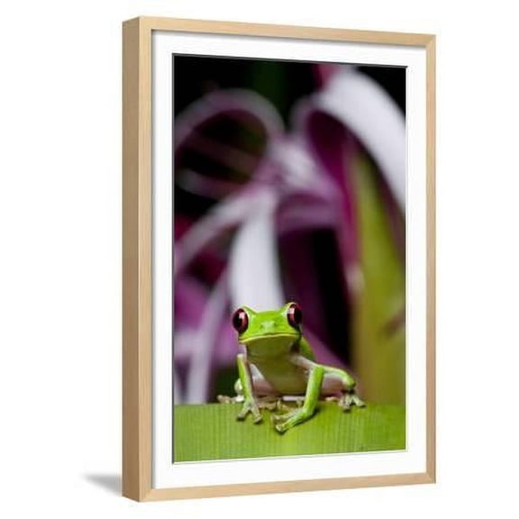Red Eyed Tree Frog, Costa Rica, Animals Figurative Scenic Framed Art Print Wall Art by Paul Souders Sold by Art.Com