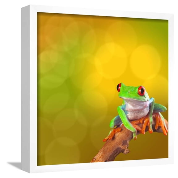 Red Eyed Tree Frog From Costa Rica Rain Forest, Animals Scenic Framed Art Print Wall Art by kikkerdirk Sold by Art.Com