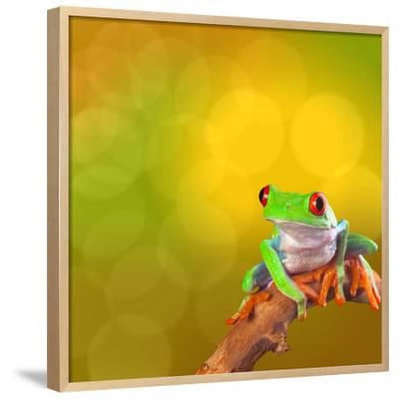 Red Eyed Tree Frog From Costa Rica Rain Forest, Animals Scenic Framed Art Print Wall Art by kikkerdirk Sold by Art.Com