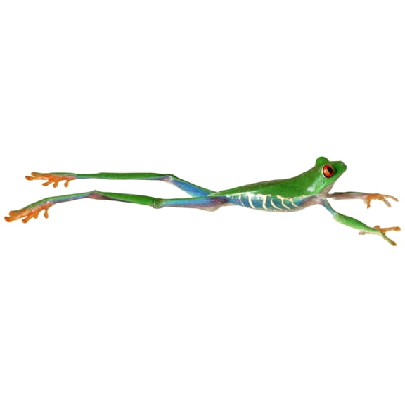 Red Eyed Tree Frog Jumping Canvas Art - Corey Hochachka Design Pics (18 x 10)