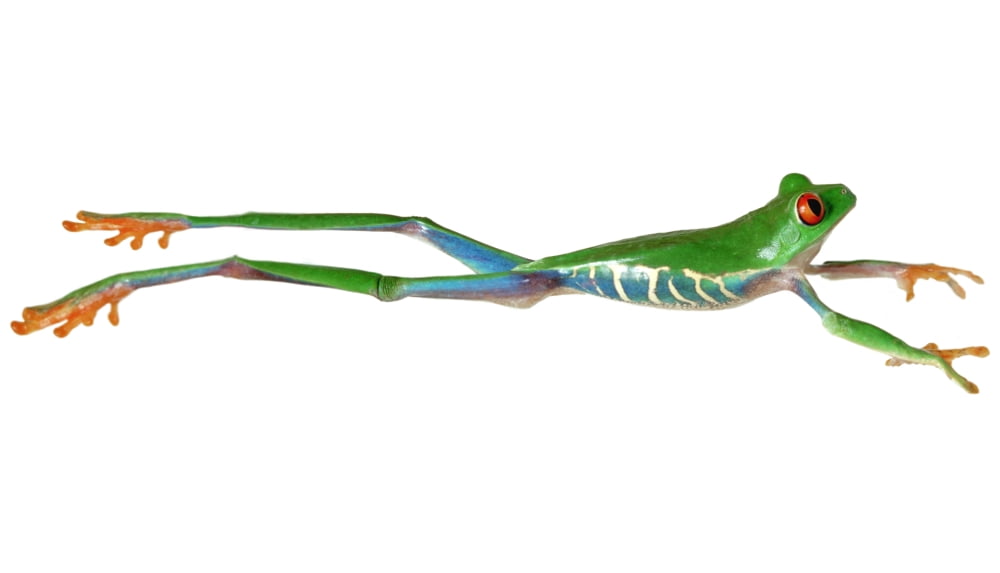 Red Eyed Tree Frog Jumping Canvas Art - Corey Hochachka Design Pics (36 x 20)
