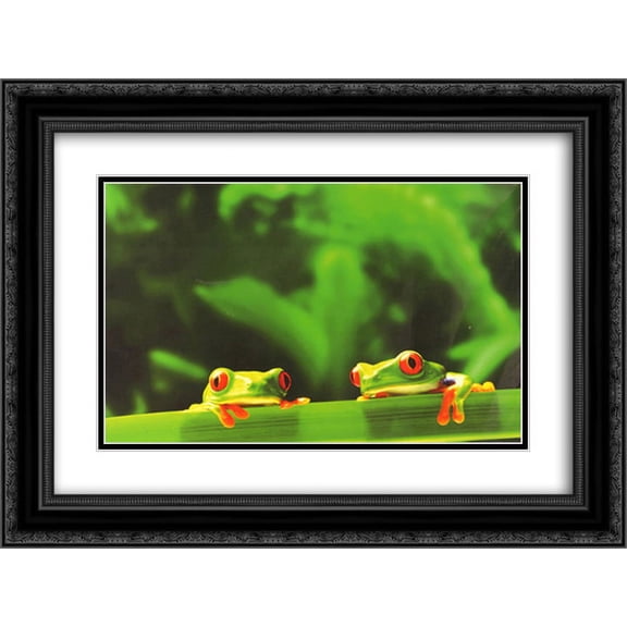 Red Eyed Tree Frogs 2x Matted 20x16 Black Ornate Framed Art Print by Chase Swift