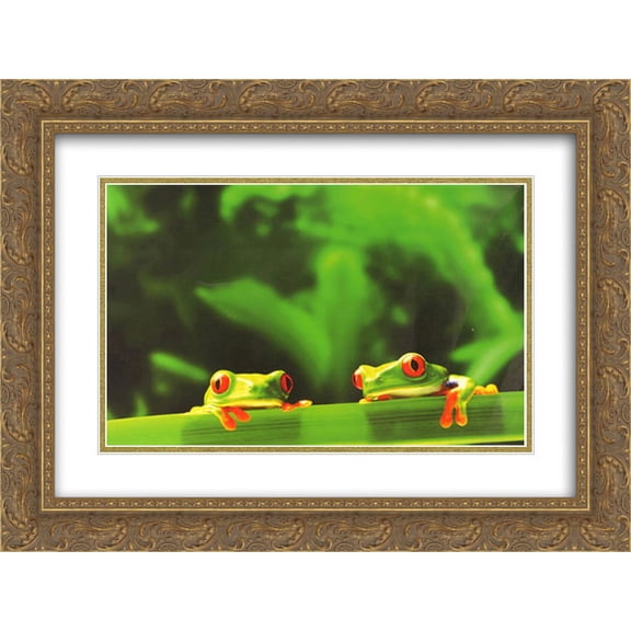 Red Eyed Tree Frogs 2x Matted 20x16 Gold Ornate Framed Art Print by Chase Swift