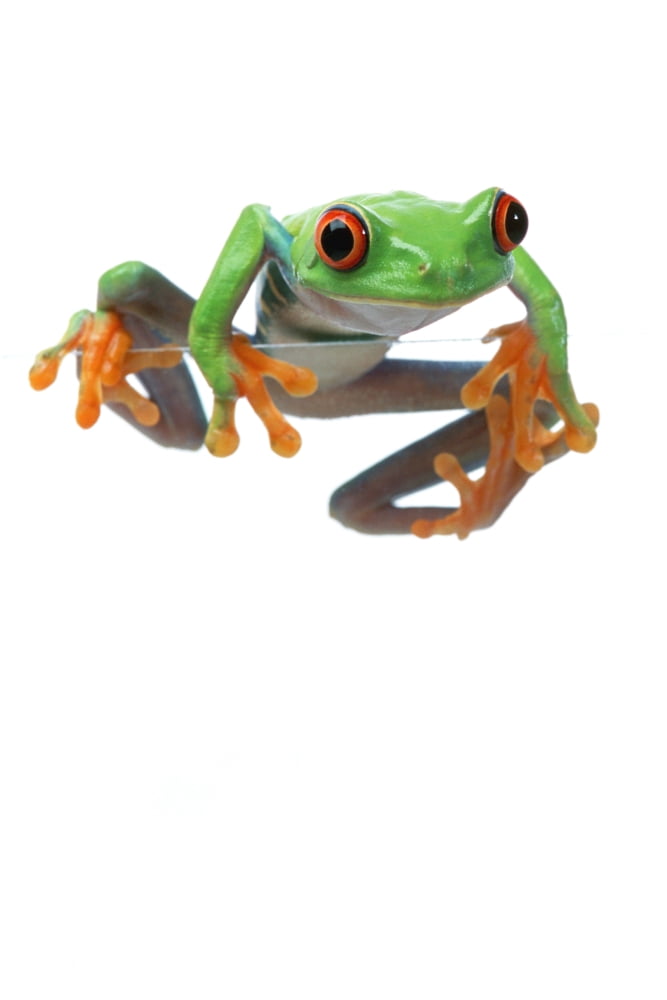 Red-Eyed Treefrog Canvas Art - Corey Hochachka Design Pics (22 x 34)
