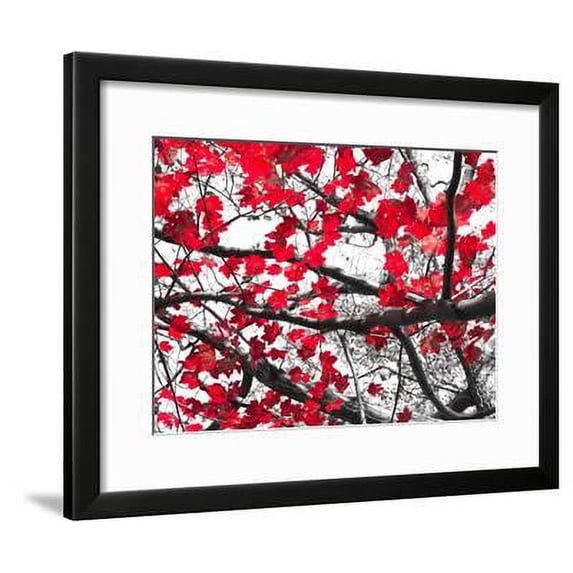 Red Fall Leaves on Black and White, Framed Art Print Wall Art by deberarr Sold by Art.Com