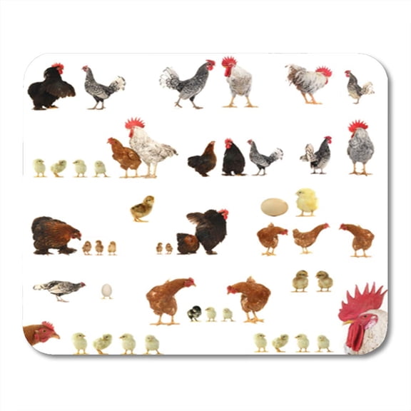 Red Farm Chicken Histories on White Hen Egg Cock Chick Rooster Poultry Mousepad Mouse Pad Mouse Mat 9x10 inch