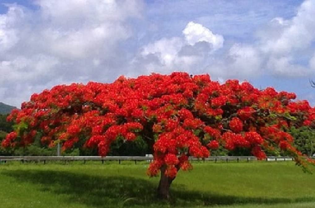 Red Flame Flamboyant Tree Seeds Royal Poinciana Delonix Regia U.S ...