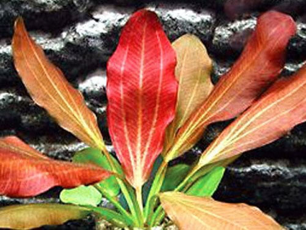 rhododendron gold bukett Rhododendron Gold Bukett 60-70cm Geel  Tuinplantkopen