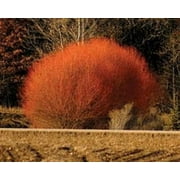 Red Flame Willow Trees - Burning Bush - Fast Growing and Stunning Color (16 Trees)