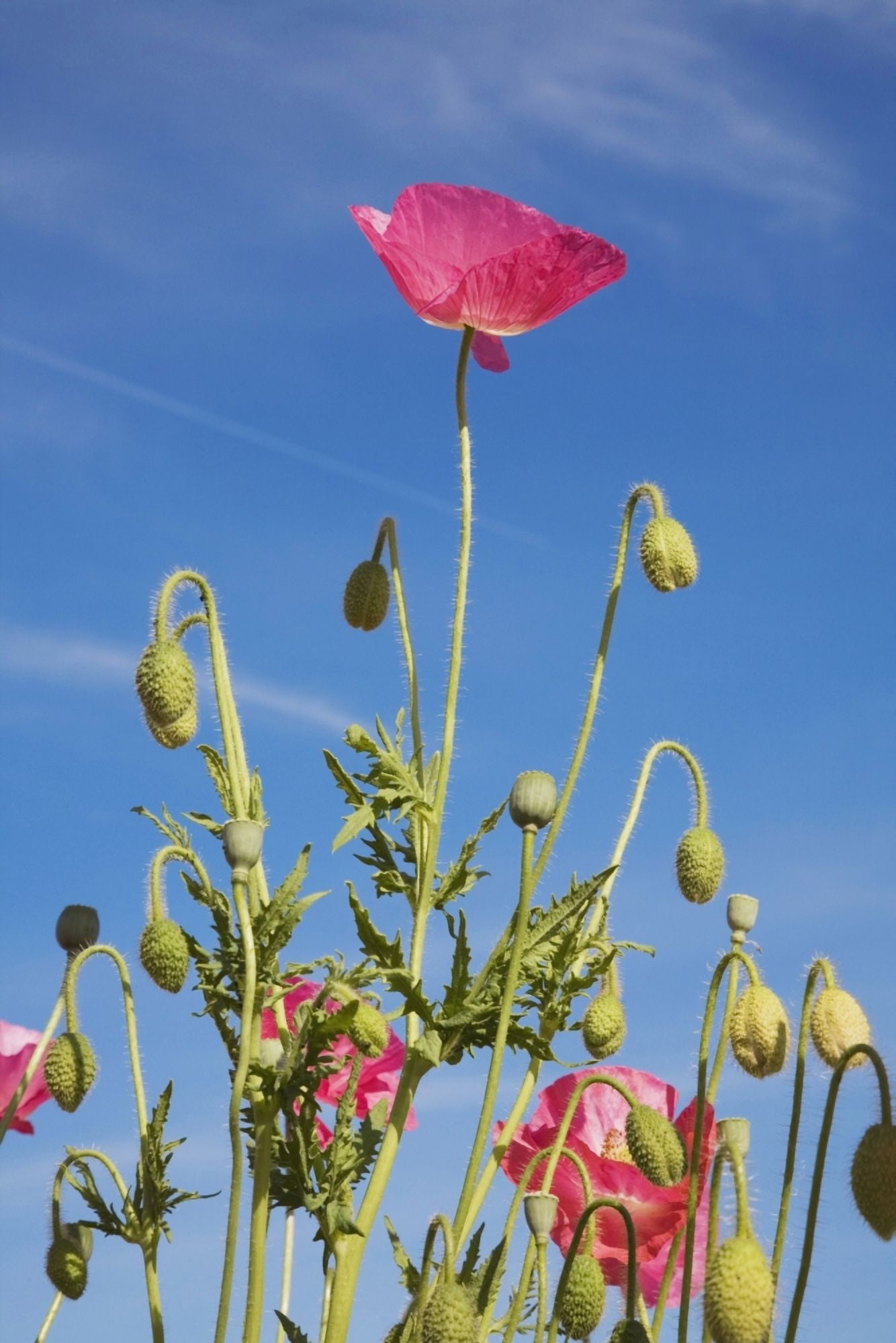 Red Flower Against Blue Sky Canvas Art - Craig Tuttle Design Pics (24 x 38)