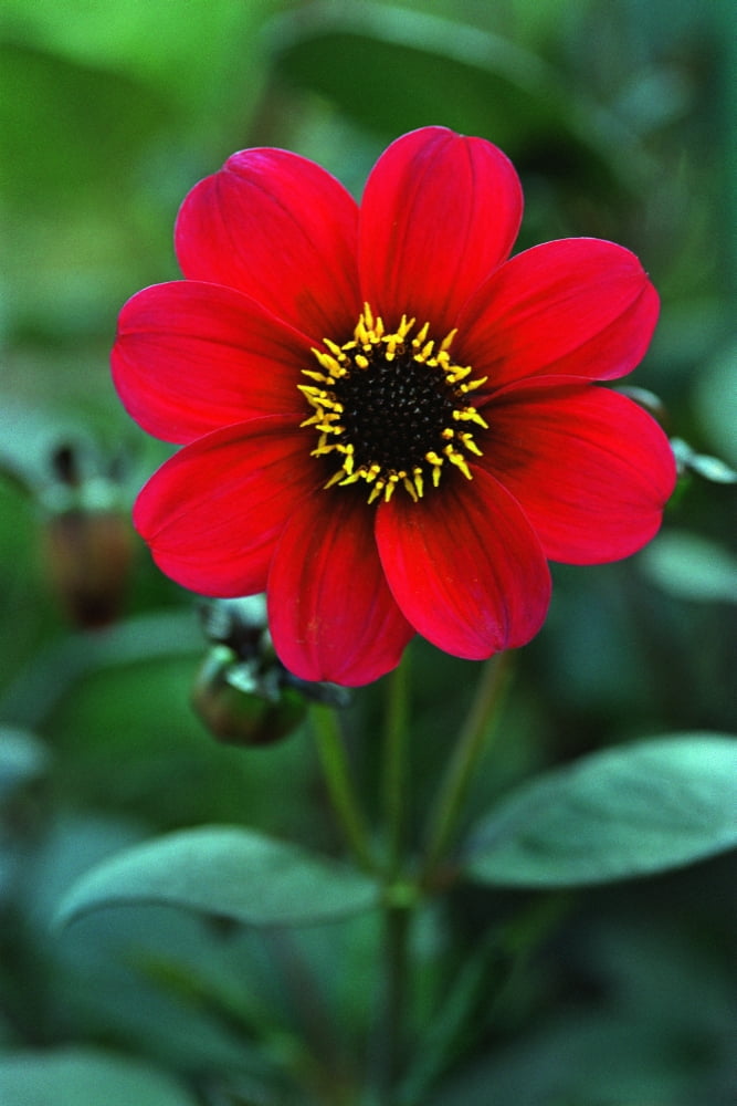 Red Flower Canvas Art - Corey Hochachka Design Pics (11 x 17)
