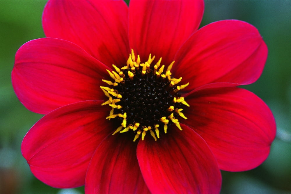 Red Flower Canvas Art - Corey Hochachka Design Pics (17 x 11)