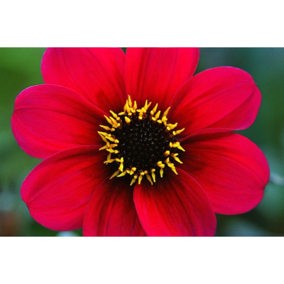 Red Flower Canvas Art - Corey Hochachka  Design Pics (17 x 11)
