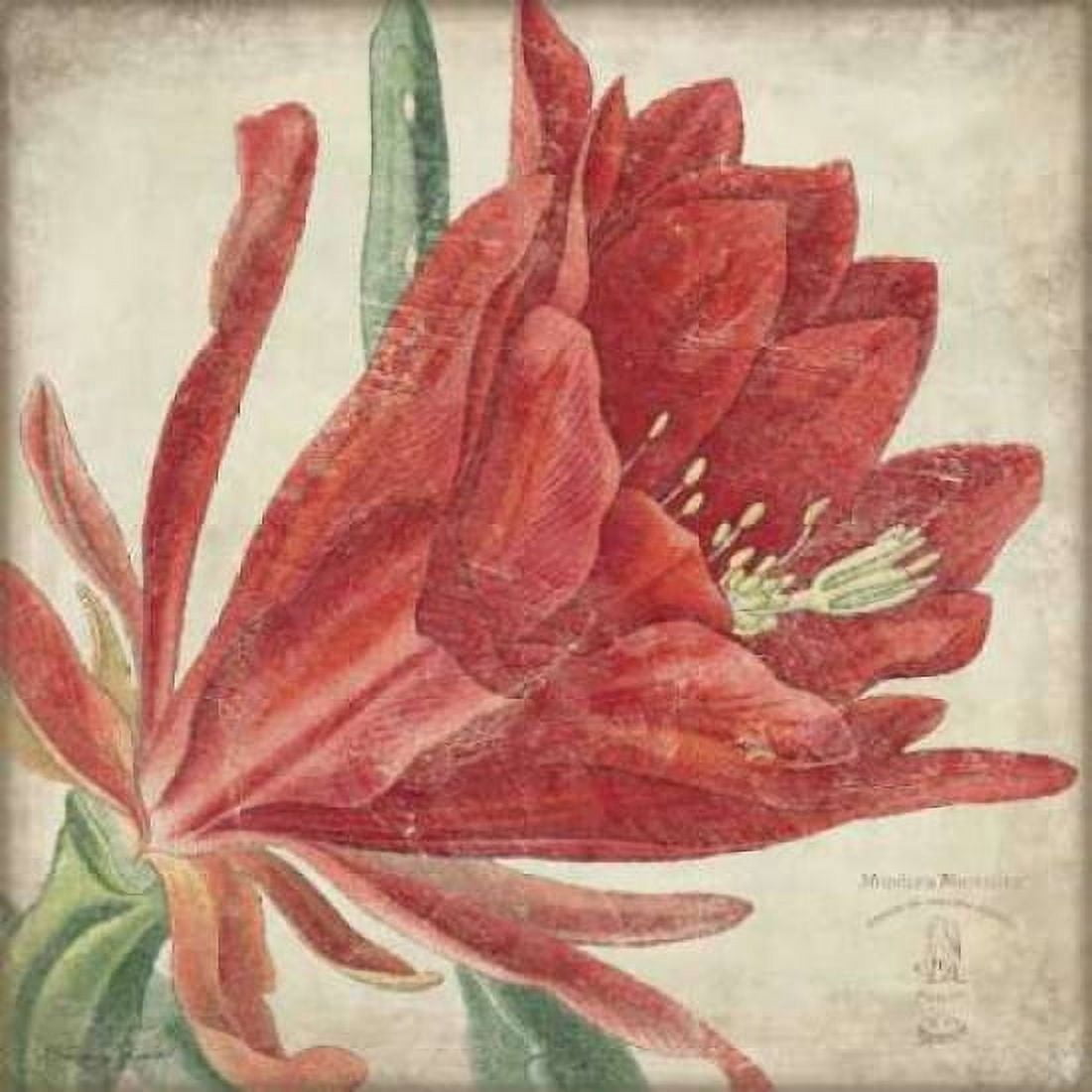 Red Flower Canvas Art - Stephanie Marrott (24 x 24)