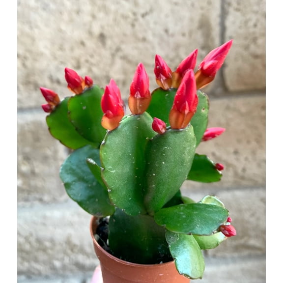 Red Flower Easter Cactus Rhipsalidopsis Gaertnerrii Spring Cactus Houseplant, 2" Pot
