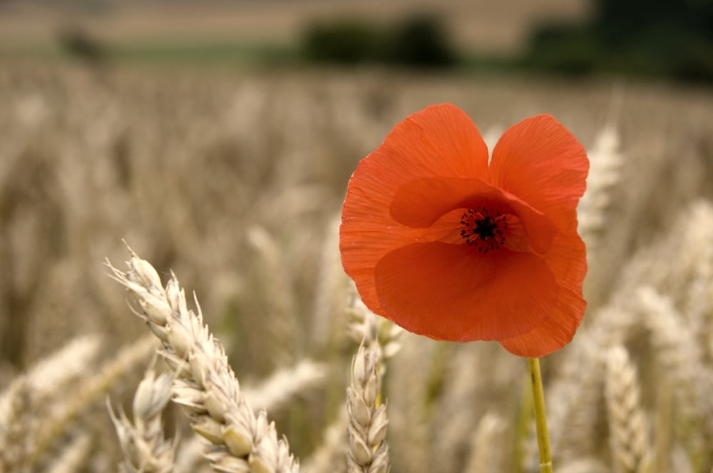 Red Flower In Field Canvas Art - John Short Design Pics (17 x 11)