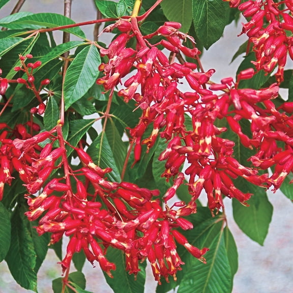 Red Flowering Buckeye Dormant Bare Root Starter Ornamental Tree (1-Pack)
