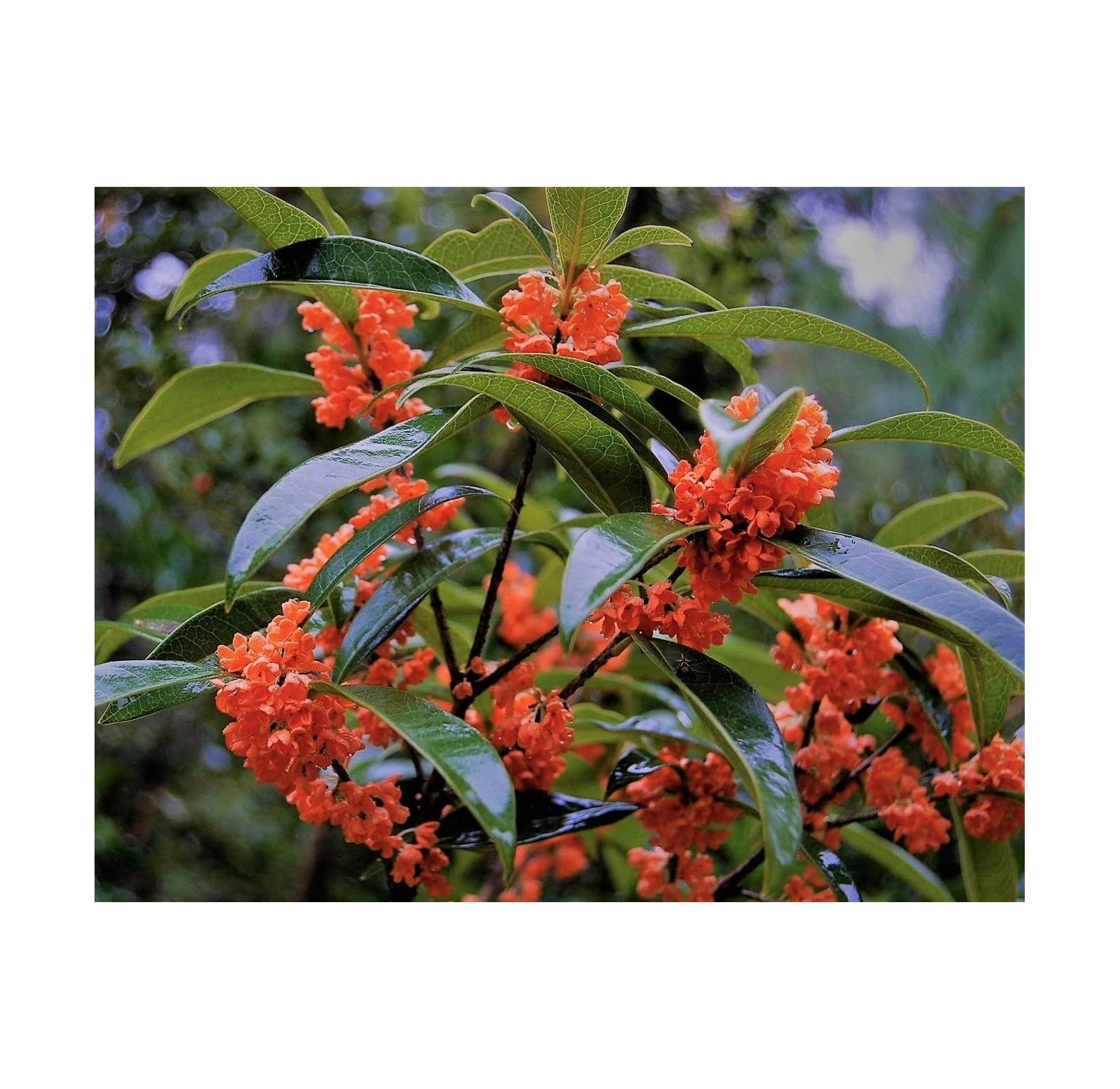 Red Flowering Fragrant Tea Olive (Osmanthus) Live Plant Trade