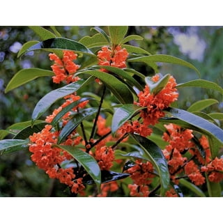 Orange Flowering Fragrant Tea Olive (osmanthus) - Live Plant - ( TG ) Orange Flowering Fragrant Tea Olive (osmanthus) - Live Plant - ( TG )