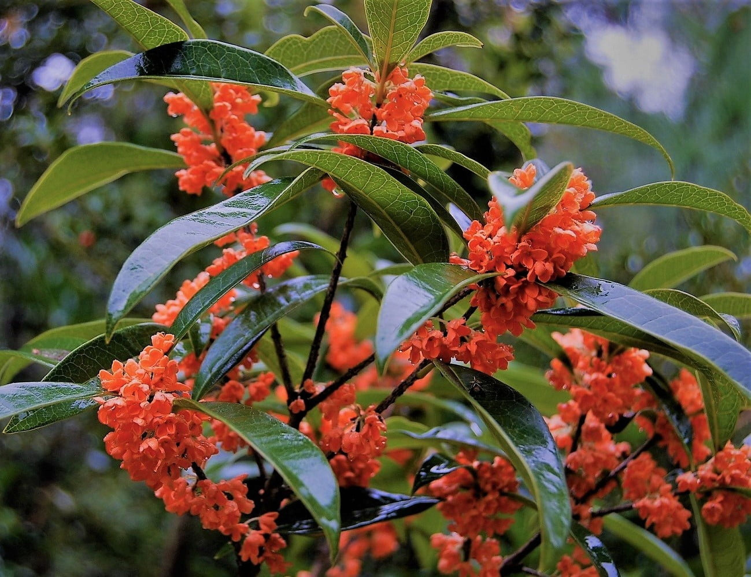 Orange Flowering Fragrant Tea Olive (osmanthus) - Live Plant - ( TG ) Orange Flowering Fragrant Tea Olive (osmanthus) - Live Plant - ( TG )