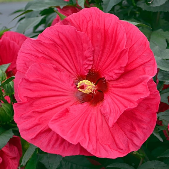 Red Flowering Luna Perennial Hibiscus Dormant Bare Root Starter Plant (1-Pack)