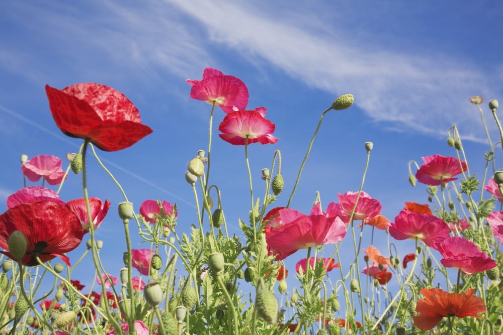 Red Flowers Against Blue Sky Canvas Art - Craig Tuttle Design Pics (19 x 12)