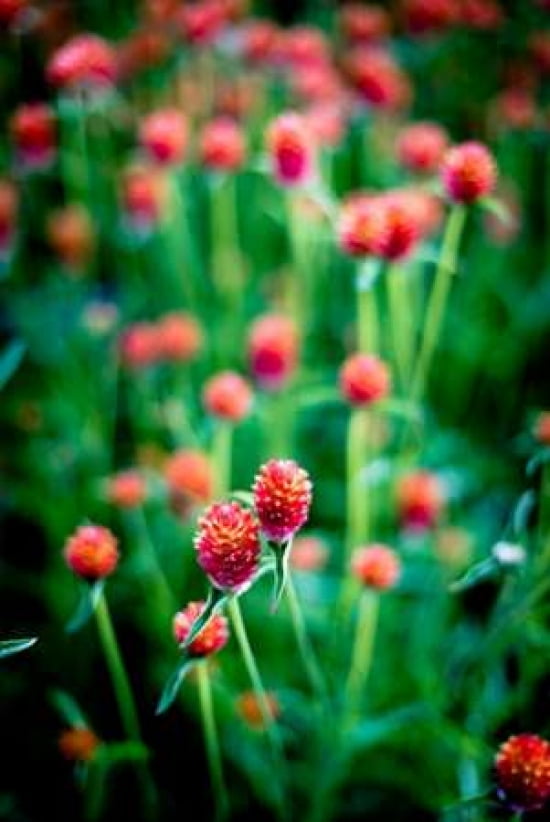 Red Flowers Canvas Art - Beth Wold (12 x 18)