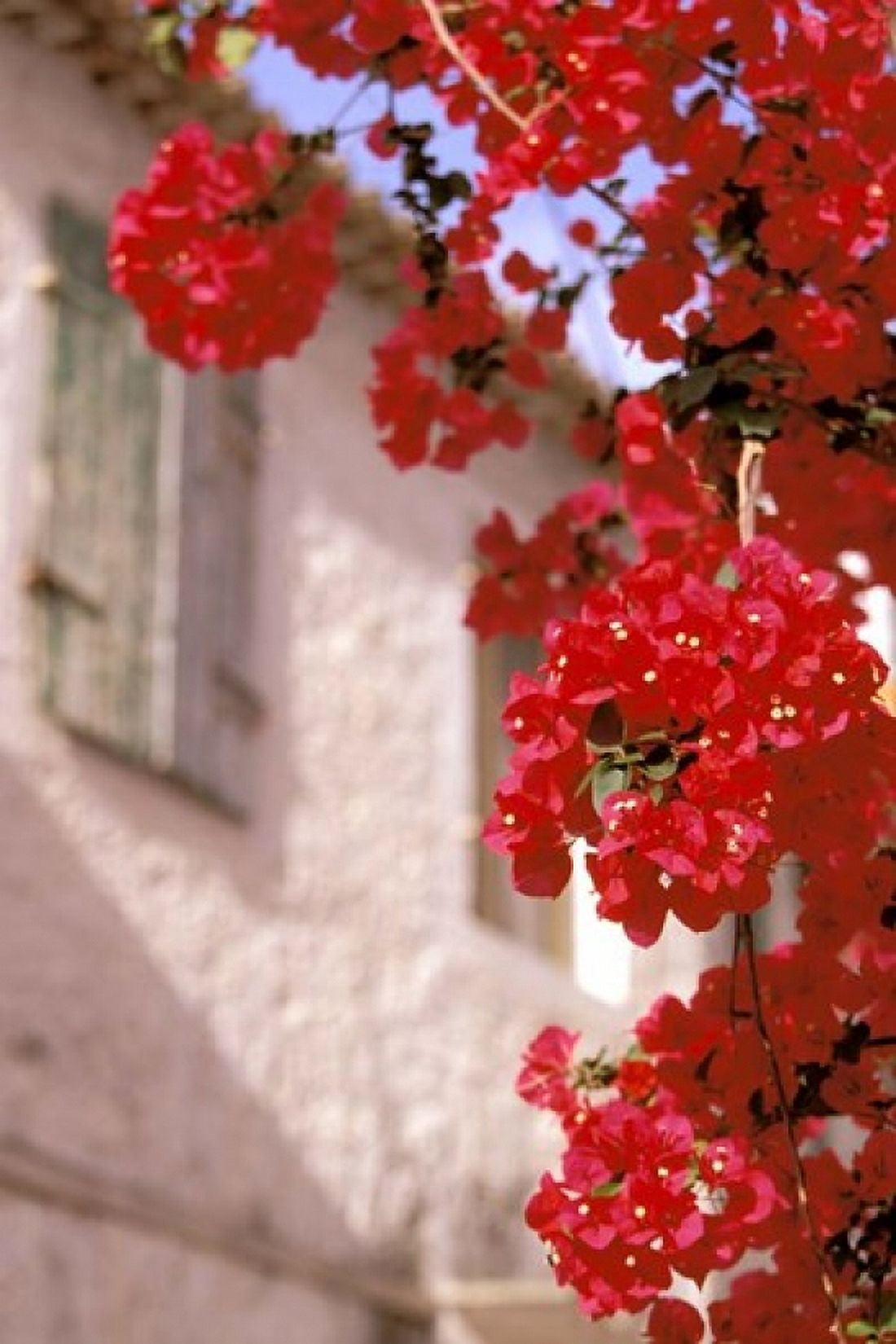 Red Flowers on Main Street Kardamyli Messina Peloponnese Greece Canvas Art - Walter Bibikow DanitaDelimont (23 x 35)