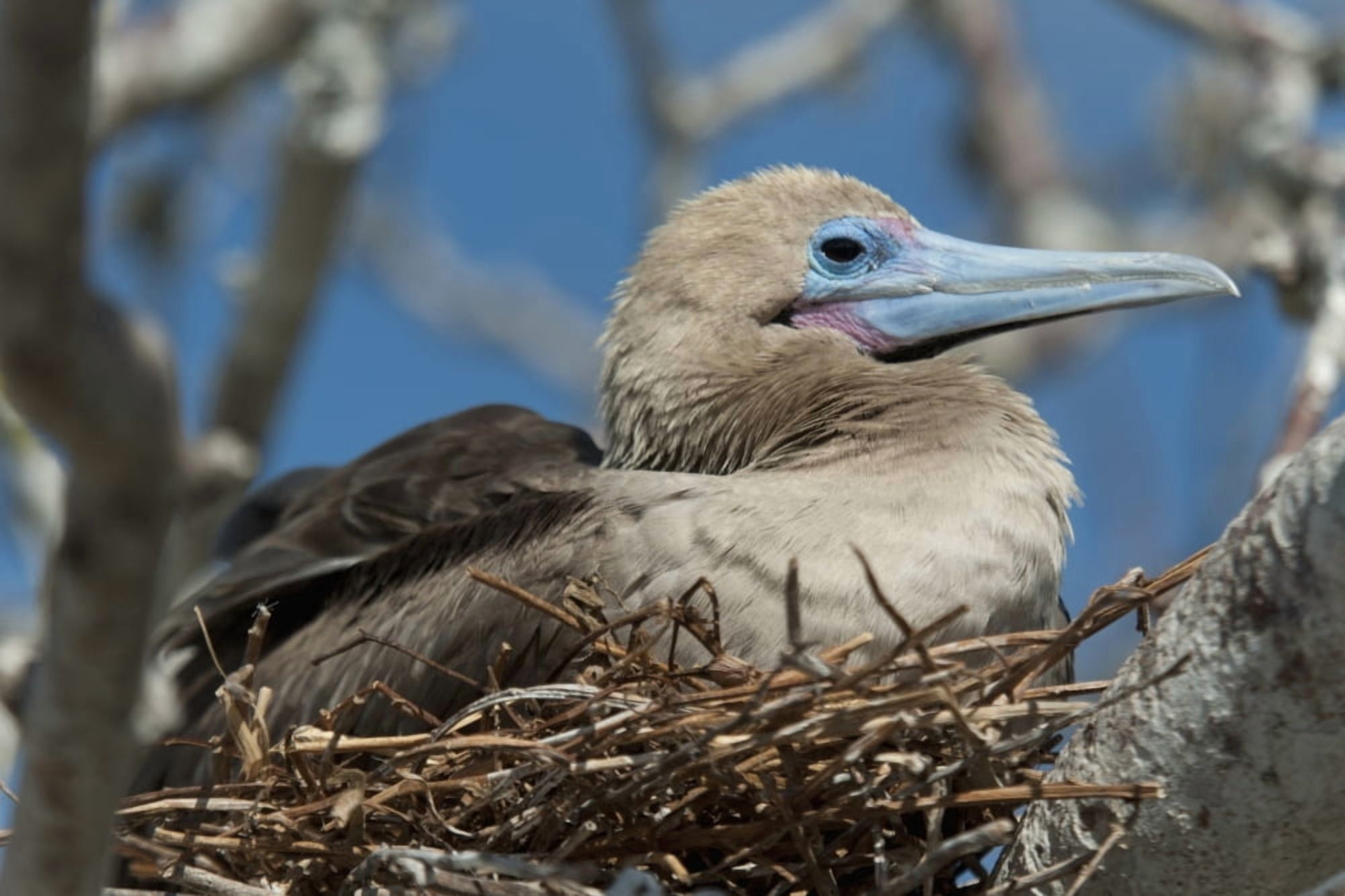 Red-Footed Booby (Sula Sula) Sitting In A Nest Galapagos Equador Canvas Art - Keith Levit Design Pics (19 x 12)