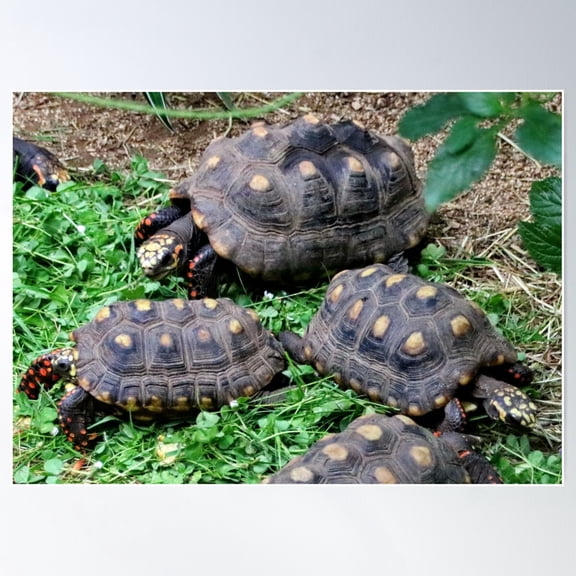Red Footed Tortoise Poster Wall Art, Modern Wall Decor For Living Room Bedroom, 8x12 UNFRAMED