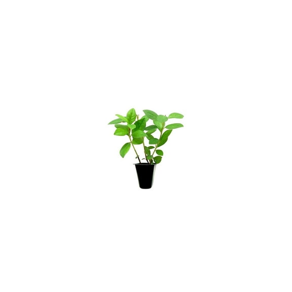 Red Formosa Azalea  3 Live Plants  Rhododendron Formosa Seedlings  Vibrant Spring Blooms  Ideal for Landscaping & Garden  Hardy & Easy to Grow  Perfect for Outdoor Planting