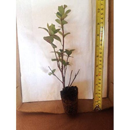 Red Formosa Azaleas - live starter plants less than 12 inches tall
