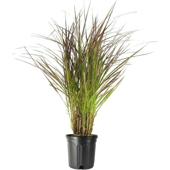 Red Fountain Grass 1 Extra Large 3 Gallon Plant Pennisetum Setaceum Rubrum Vibrant Landscape Feature Striking Color Contrast Full Sun Perennial Ornamental Grass