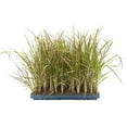thumbnail image 1 of Red Fountain Grass  10 Live Plants  Pennisetum Setaceum Rubrum  Blooming Ornamental Grass, 1 of 8