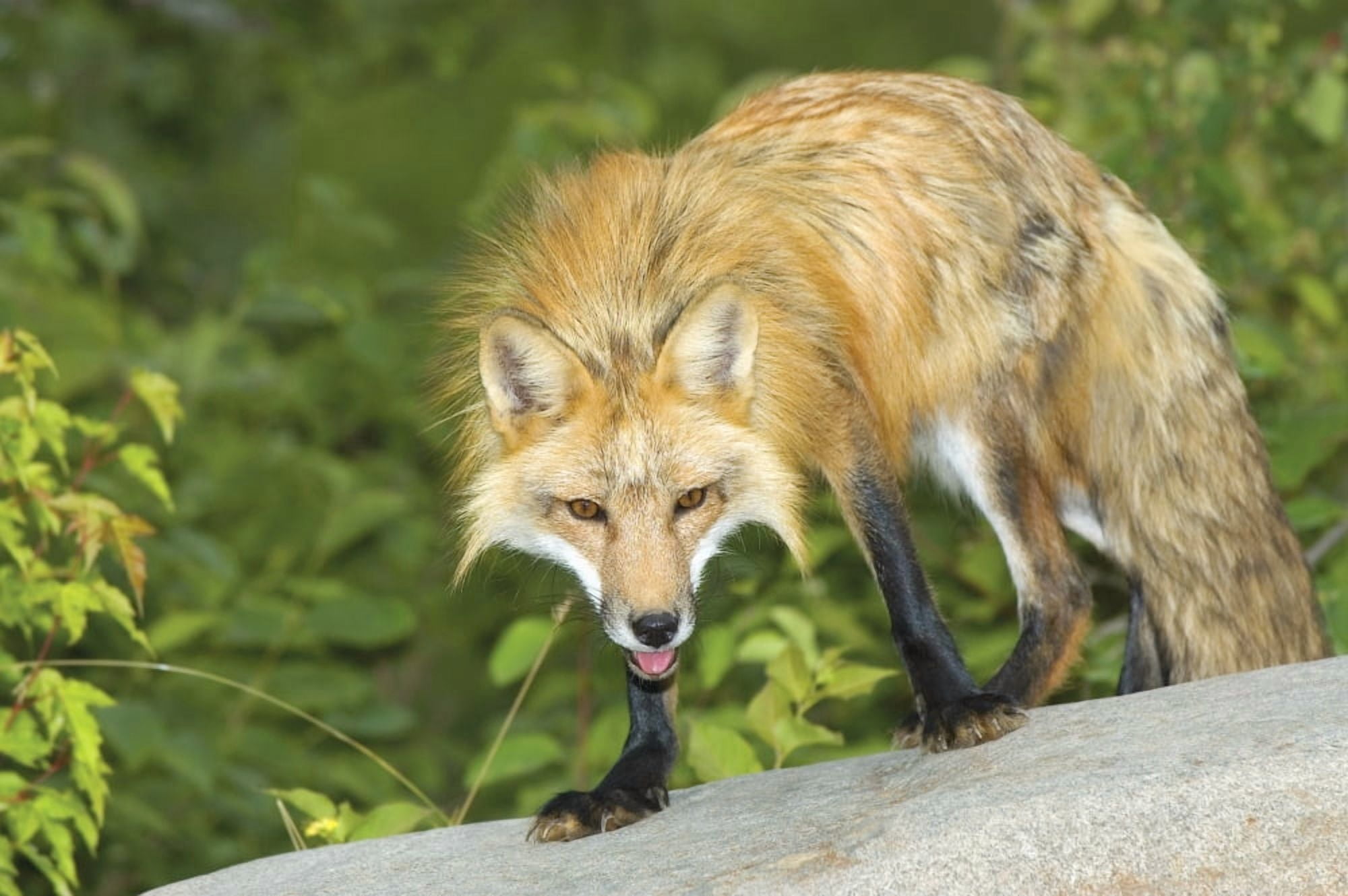 Red Fox Canvas Art - John Pitcher Design Pics (34 x 22)